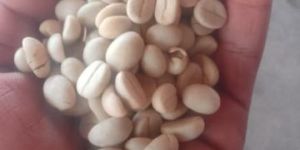 Parchment Coffee Beans