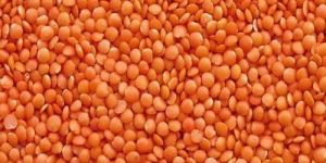 Organic Masoor Dal