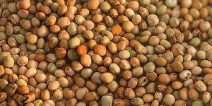 Organic Pigeon Pea