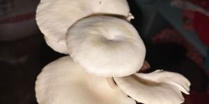Oyster Mushroom
