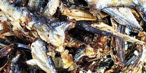 Dry Sardines Fish