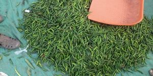 Fresh Green Chili (Sonal)