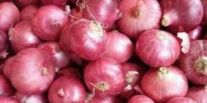 Fresh Red Onion