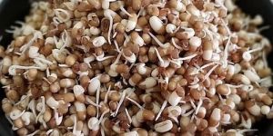 Dehydrated Sprouted Moth Beans