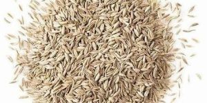 Premium Cumin Seeds
