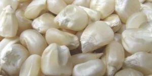 White Corn Seeds