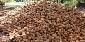 Semi Husked Coconuts