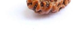 2 Mukhi Rudraksh Bead