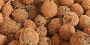 Natural Semi Husked Coconut