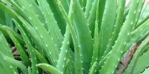 Aloe Leaf