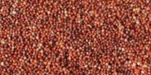 Ragi Millet Seeds