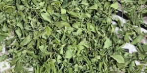 Moringa Dried Leaves