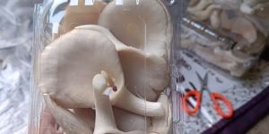 Fresh Oyster Mushroom