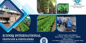 Tissue Cultured Plants