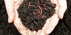 Organic Vermicompost