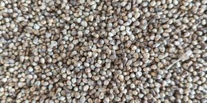 Kambu Pearl Millet