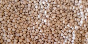 Sorghum