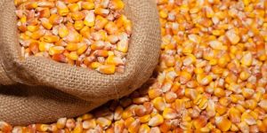 Dry Corn