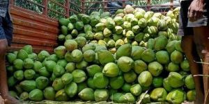 Tender Green Coconut