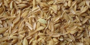 Rice Husk