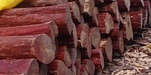 Red Sandalwood