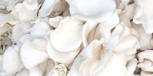 Oyster Mushrooms Powder