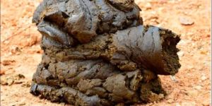 Dry Cow Dung