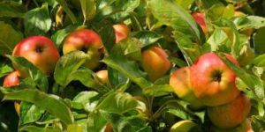 Kashmiri Apples