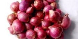 Small Onions