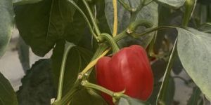 Red Capsicum