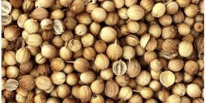 Coriander Seeds