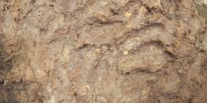 Cow Dung Uple