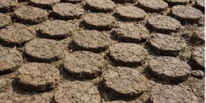 Cow Dung Powder