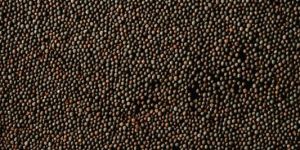 Mustard Seeds
