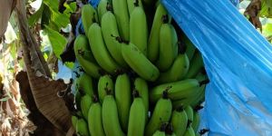 Fresh Cavendish Bananas
