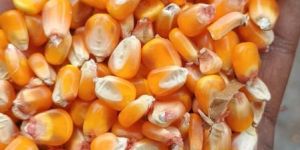 Yellow Maize