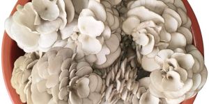 Fresh Oyster Mushroom