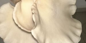 Fresh Oyster Mushroom