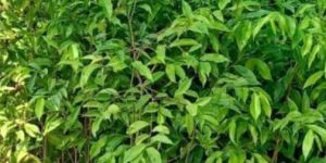 Agarwood (Aquilaria Malacanses) Plants