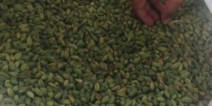 Green Cardamom