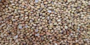 Eagle Coriander Seeds