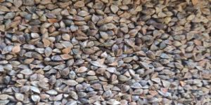 Natural Buckwheat Whole Seeds