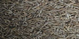 Strong Aroma Cumin Seeds