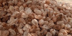 Semi Husked Coconuts