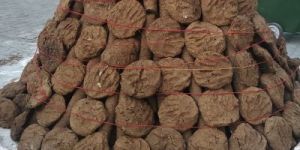 Cow Dung Cake