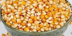 Dried Cleaned Yellow Maize