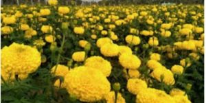 Marigold Flowers