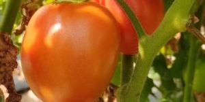 Tomato