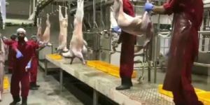 Pig Meat Waste Rendering Plant