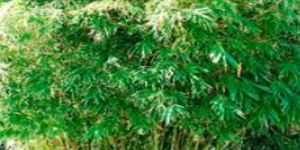 Balcooa Bamboo Plants